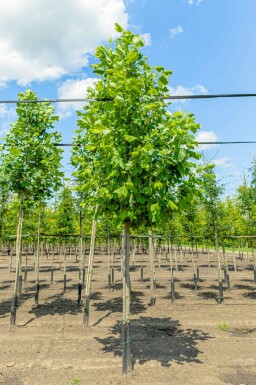 Liriodendron tulipifera hochstamm