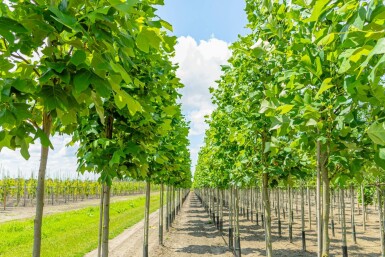 Liriodendron tulipifera hochstamm 10/12