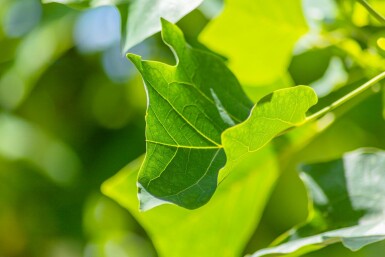 Liriodendron tulipifera hochstamm 10/12