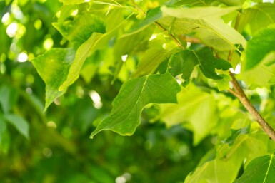 Liriodendron tulipifera hochstamm 10/12