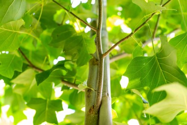 Liriodendron tulipifera hochstamm 10/12