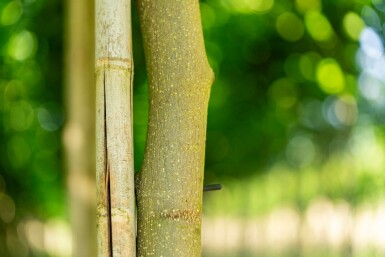 Liriodendron tulipifera hochstamm 10/12