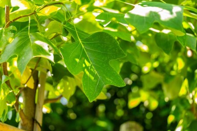 Liriodendron tulipifera hochstamm 10/12