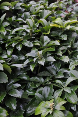 Pachysandra terminalis