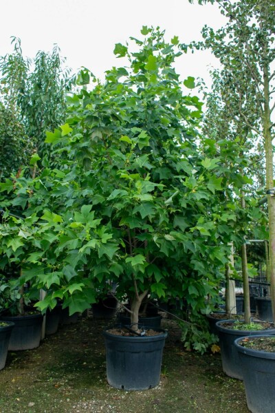 Liriodendron tulipifera mehrstämmig 200-250