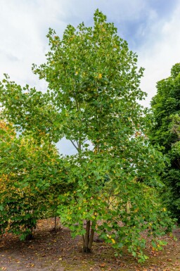 Liriodendron tulipifera mehrstämmig