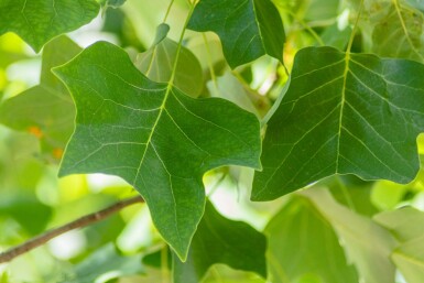 Liriodendron tulipifera mehrstämmig 200-250