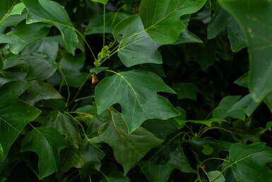 Liriodendron tulipifera mehrstämmig 200-250