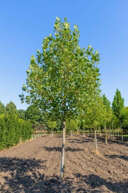 Liriodendron tulipifera 'Aureomarginatum'