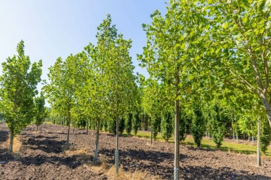 Liriodendron tulipifera 'Aureomarginatum' hochstamm 12/14