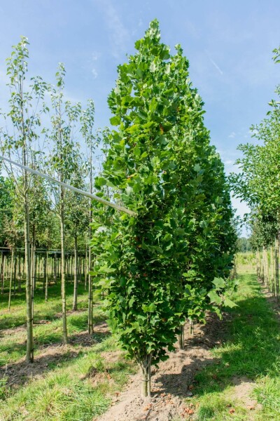 Liriodendron tulipifera 'Fastigiatum' hochstamm 14/16