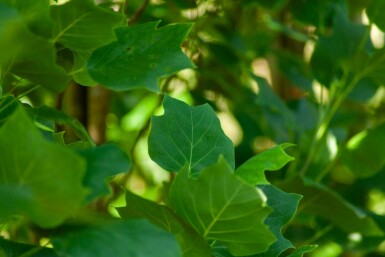 Liriodendron tulipifera 'Fastigiatum' hochstamm