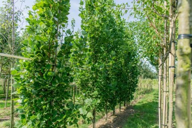 Liriodendron tulipifera 'Fastigiatum' hochstamm 14/16