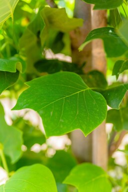 Liriodendron tulipifera 'Fastigiatum' hochstamm 14/16