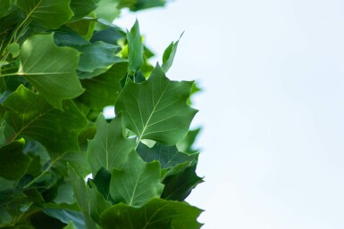 Liriodendron tulipifera 'Fastigiatum' hochstamm 14/16