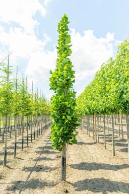 Liriodendron tulipifera 'Fastigiatum' stammbusch