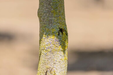 Liriodendron tulipifera 'Fastigiatum' stammbusch 12/14