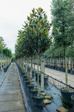 Magnolia grandiflora hochstamm