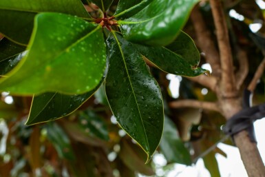 Magnolia grandiflora hochstamm