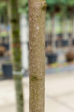 Magnolia grandiflora hochstamm 10/12