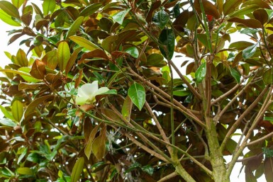 Magnolia grandiflora 'Galissonnière' hochstamm 10/12