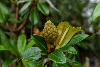 Magnolia grandiflora 'Galissonnière' hochstamm 10/12