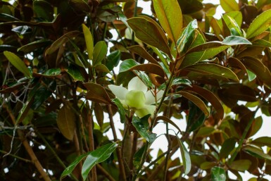 Magnolia grandiflora 'Galissonnière' hochstamm 10/12