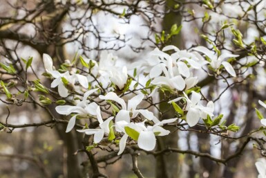 Magnolia kobus hochstamm 6/8