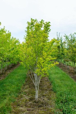 Magnolia kobus mehrstämmig