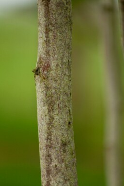 Magnolia kobus mehrstämmig 200-250