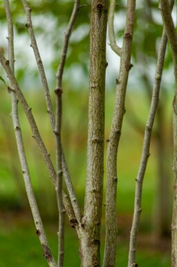 Magnolia kobus mehrstämmig 200-250