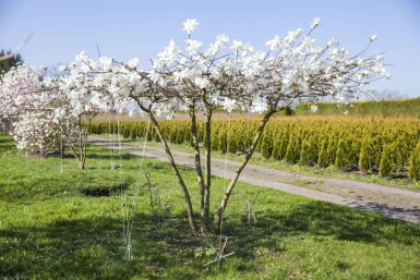 Magnolia x loebneri 'Merrill' hochstamm 8/10