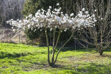 Magnolia x loebneri 'Merrill' hochstamm 8/10