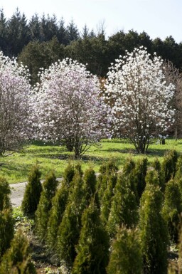 Magnolia x loebneri 'Merrill' hochstamm 8/10