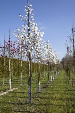 Magnolia x loebneri 'Merrill' hochstamm 8/10