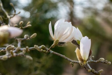 Magnolia x loebneri 'Merrill' hochstamm 8/10