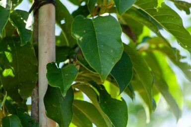 Magnolia x soulangeana hochstamm