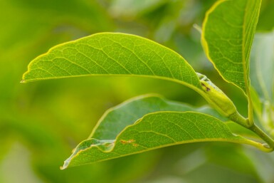 Magnolia x soulangeana mehrstämmig 200-250