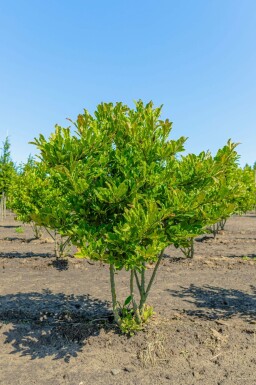 Magnolia stellata mehrstämmig 200-250