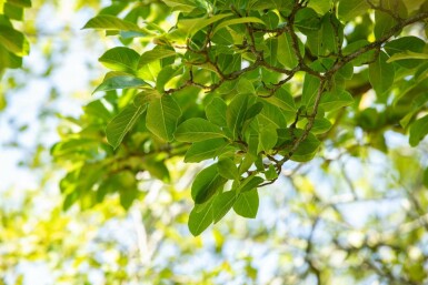 Magnolia stellata mehrstämmig 200-250