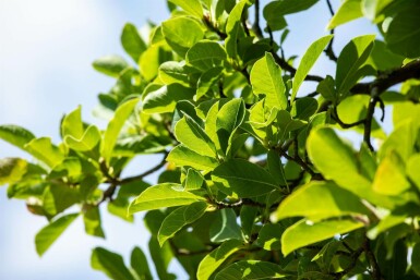 Magnolia stellata mehrstämmig 200-250