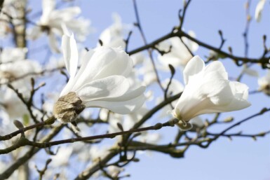 Magnolia stellata mehrstämmig 200-250