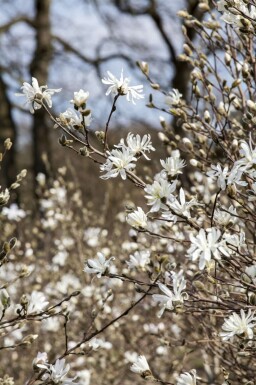 Magnolia stellata mehrstämmig 200-250