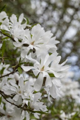 Magnolia stellata mehrstämmig 200-250