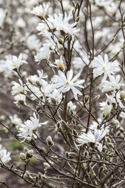 Magnolia stellata mehrstämmig 200-250