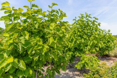 Magnolia 'Susan' mehrstämmig