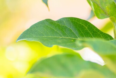 Magnolia 'Susan' halbstamm 120cm Stamm