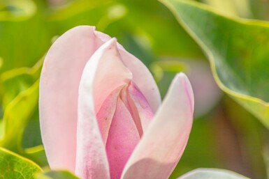 Magnolia 'Susan' halbstamm 120cm Stamm