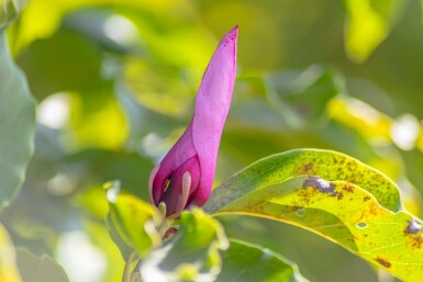 Magnolia 'Susan' halbstamm 120cm Stamm