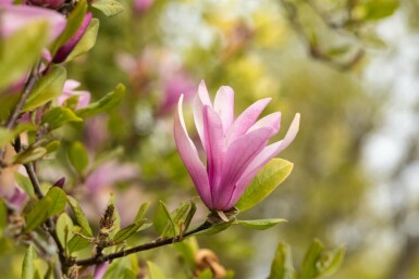 Magnolia 'Susan' halbstamm 120cm Stamm